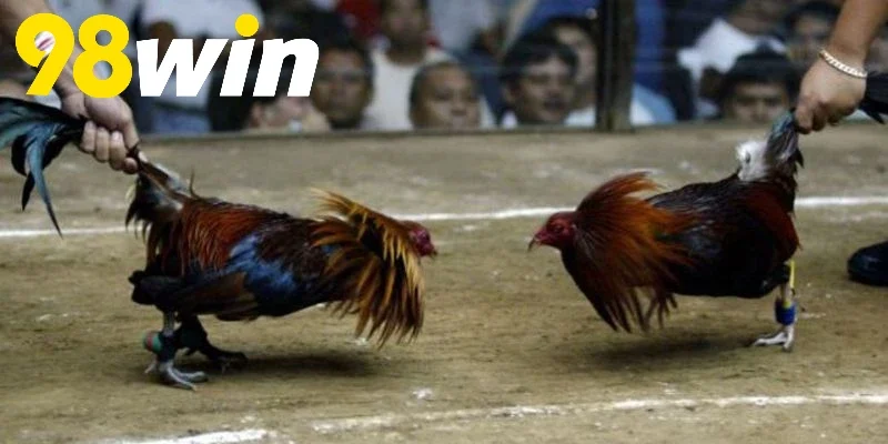 Sự đa dạng về giống linh kê Đá Gà Cựa Dao 98WIN